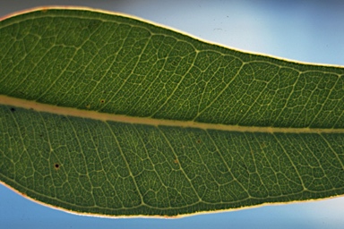 APII jpeg image of Eucalyptus cosmophylla  © contact APII