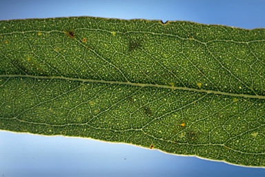 APII jpeg image of Eucalyptus leucoxylon subsp. stephaniae  © contact APII