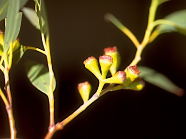 APII jpeg image of Eucalyptus coccifera  © contact APII