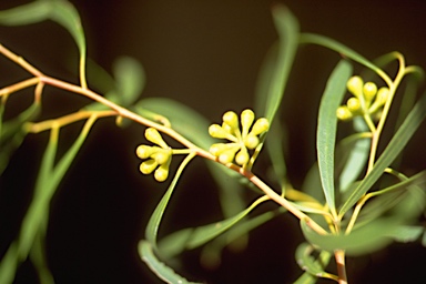 APII jpeg image of Eucalyptus amygdalina  © contact APII