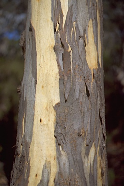 APII jpeg image of Eucalyptus tenuiramis  © contact APII