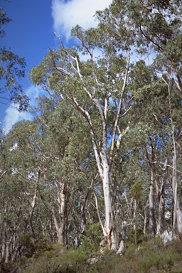 APII jpeg image of Eucalyptus tenuiramis  © contact APII