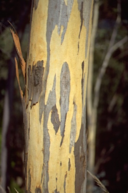 APII jpeg image of Eucalyptus tenuiramis  © contact APII