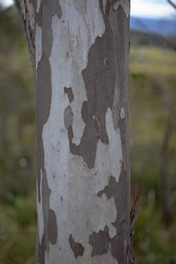 APII jpeg image of Eucalyptus coccifera  © contact APII