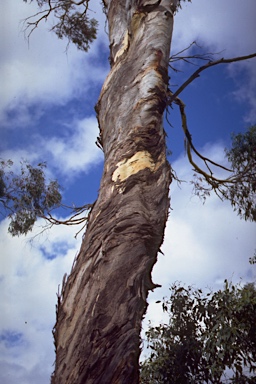 APII jpeg image of Eucalyptus morrisbyi  © contact APII
