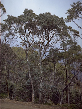 APII jpeg image of Eucalyptus urnigera  © contact APII