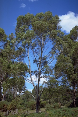 APII jpeg image of Eucalyptus brookeriana  © contact APII