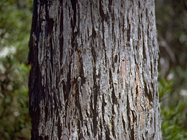 APII jpeg image of Eucalyptus delegatensis subsp. tasmaniensis  © contact APII