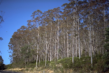 APII jpeg image of Eucalyptus delegatensis subsp. tasmaniensis  © contact APII