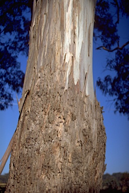 APII jpeg image of Eucalyptus brettiana  © contact APII