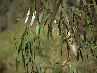 APII jpeg image of Eucalyptus rodwayi  © contact APII