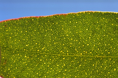APII jpeg image of Eucalyptus urnigera  © contact APII