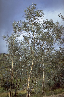 APII jpeg image of Eucalyptus risdonii  © contact APII