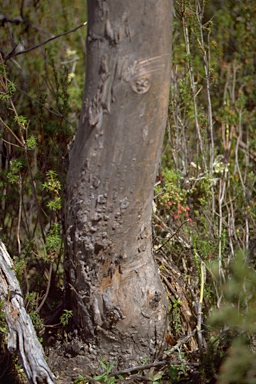 APII jpeg image of Eucalyptus archeri  © contact APII