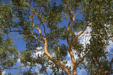 APII jpeg image of Eucalyptus latifolia  © contact APII