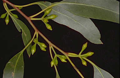 APII jpeg image of Eucalyptus brookeriana  © contact APII