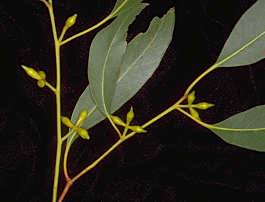 APII jpeg image of Eucalyptus dalrympleana x viminalis  © contact APII