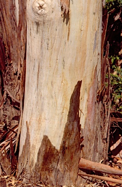 APII jpeg image of Eucalyptus benthamii  © contact APII