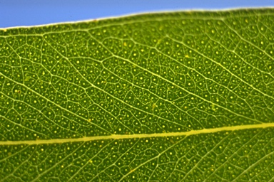 APII jpeg image of Eucalyptus bridgesiana  © contact APII