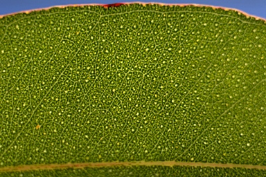 APII jpeg image of Eucalyptus burgessiana x stricta  © contact APII