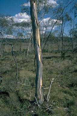 APII jpeg image of Eucalyptus lacrimans  © contact APII