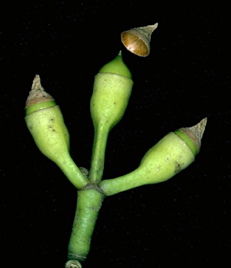 APII jpeg image of Corymbia maculata  © contact APII