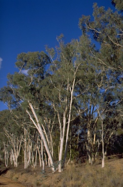 APII jpeg image of Eucalyptus rossii  © contact APII