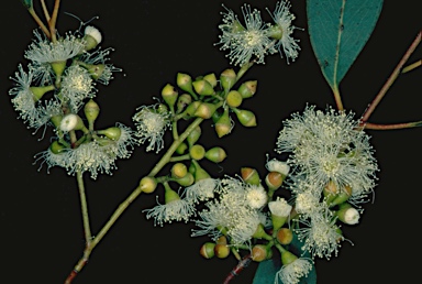 APII jpeg image of Eucalyptus mannifera subsp. mannifera  © contact APII