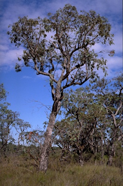 APII jpeg image of Eucalyptus conspicua  © contact APII