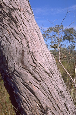 APII jpeg image of Eucalyptus conspicua  © contact APII