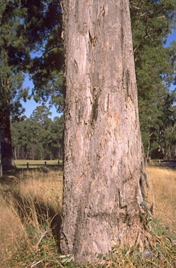 APII jpeg image of Eucalyptus bosistoana  © contact APII