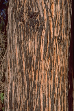 APII jpeg image of Eucalyptus globoidea  © contact APII