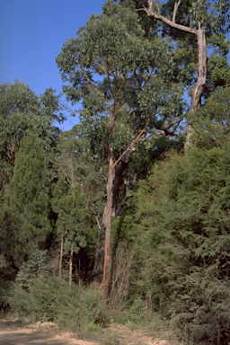 APII jpeg image of Eucalyptus obliqua var. obliqua  © contact APII