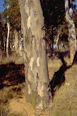 APII jpeg image of Eucalyptus blakelyi  © contact APII