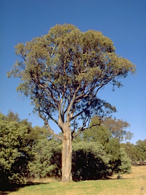 APII jpeg image of Eucalyptus blakelyi  © contact APII