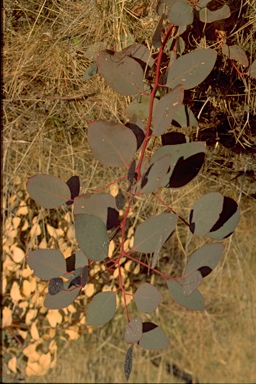 APII jpeg image of Eucalyptus blakelyi  © contact APII