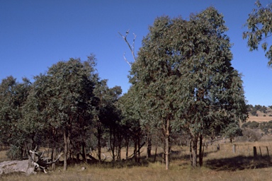 APII jpeg image of Eucalyptus nova-anglica  © contact APII