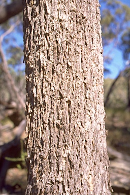 APII jpeg image of Eucalyptus banksii  © contact APII