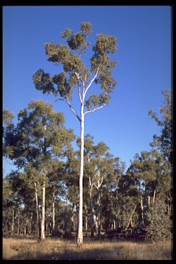 APII jpeg image of Eucalyptus rubida subsp. barbigerorum  © contact APII