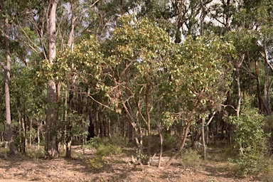 APII jpeg image of Eucalyptus magnificata  © contact APII