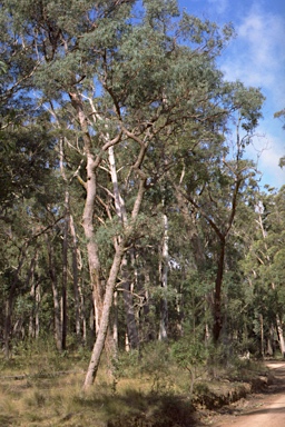 APII jpeg image of Eucalyptus acaciiformis  © contact APII