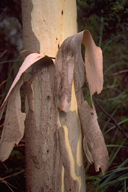 APII jpeg image of Eucalyptus fraxinoides  © contact APII