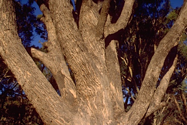 APII jpeg image of Eucalyptus bridgesiana  © contact APII