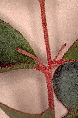 APII jpeg image of Eucalyptus macrorhyncha subsp. macrorhyncha  © contact APII