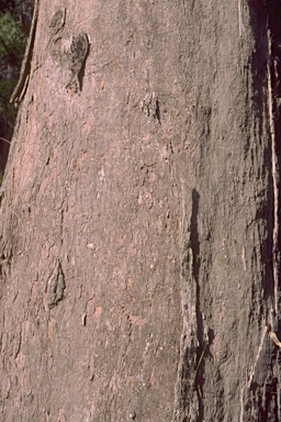 APII jpeg image of Eucalyptus longifolia  © contact APII