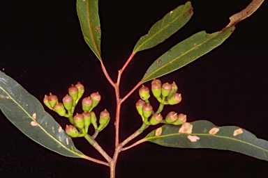 APII jpeg image of Corymbia maculata  © contact APII