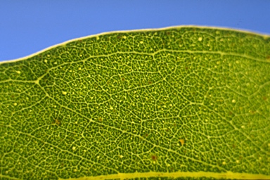 APII jpeg image of Eucalyptus retinens  © contact APII