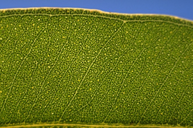 APII jpeg image of Eucalyptus amplifolia subsp. sessiflora  © contact APII