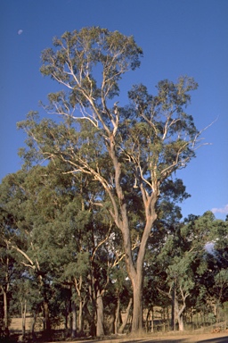 APII jpeg image of Eucalyptus andrewsii  © contact APII