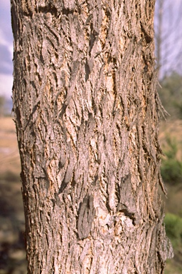 APII jpeg image of Eucalyptus andrewsii  © contact APII